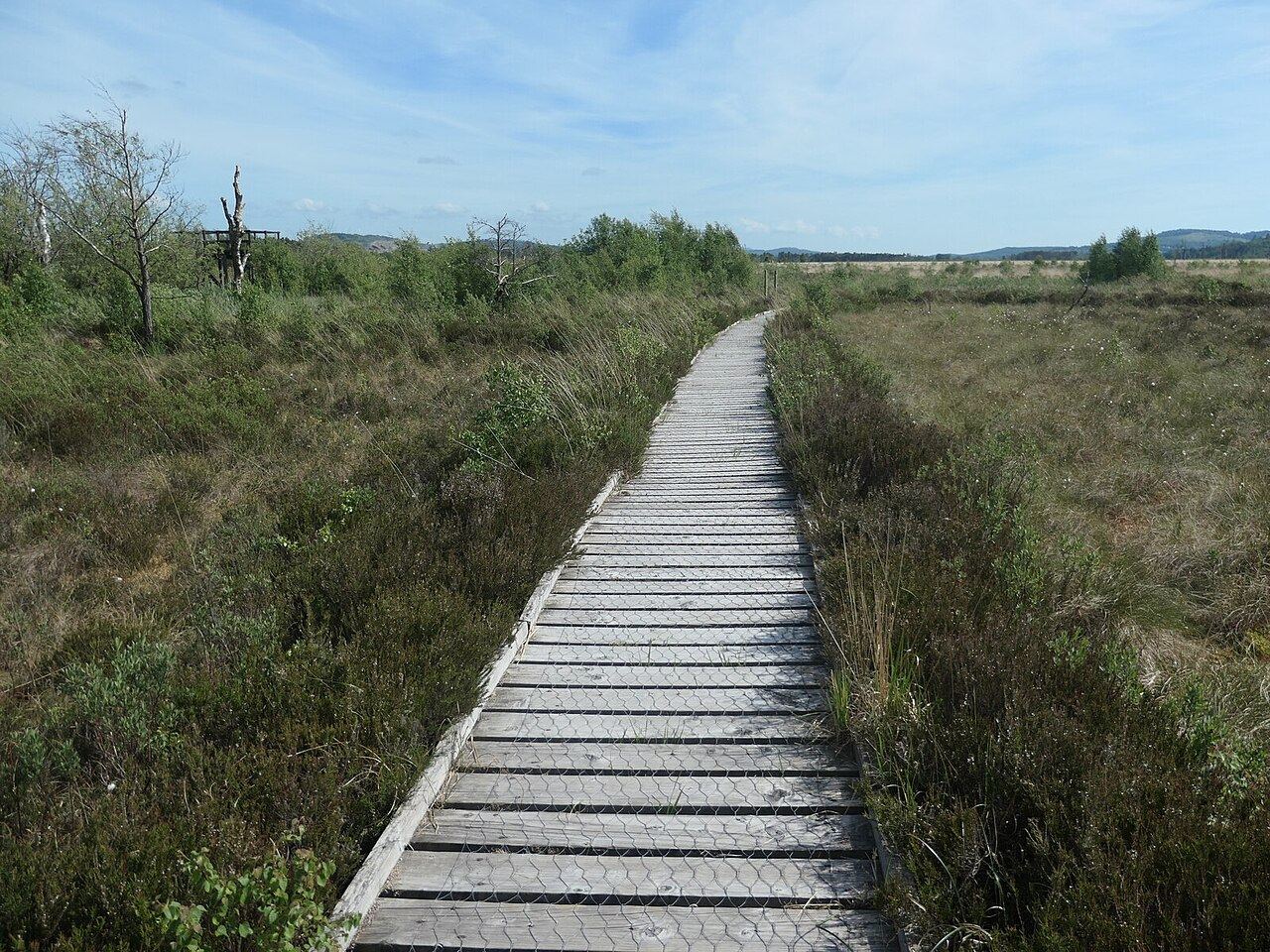 Foulshaw Moss, Witherslack