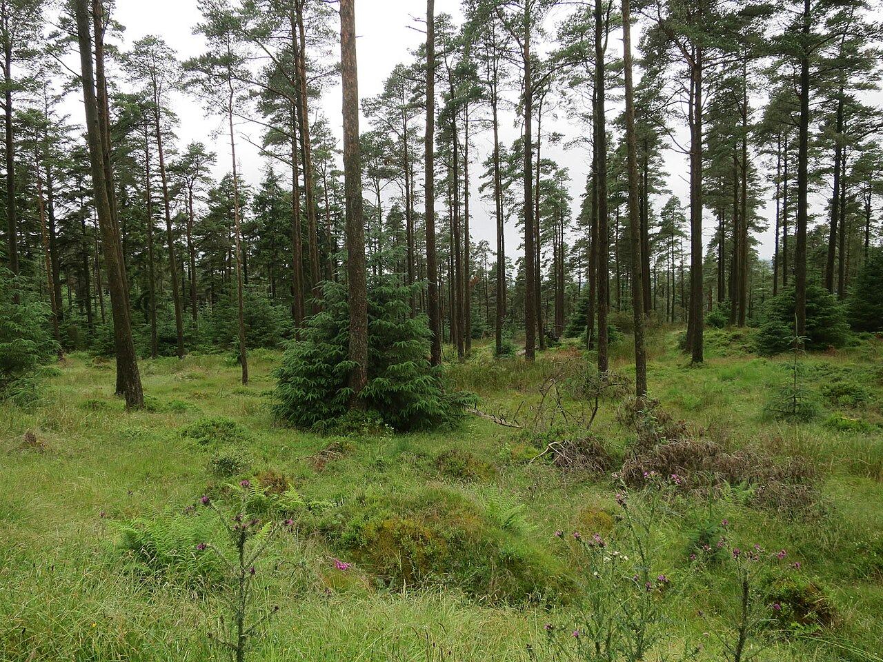 Grizedale Forest, Grizedale, near Hawkshead