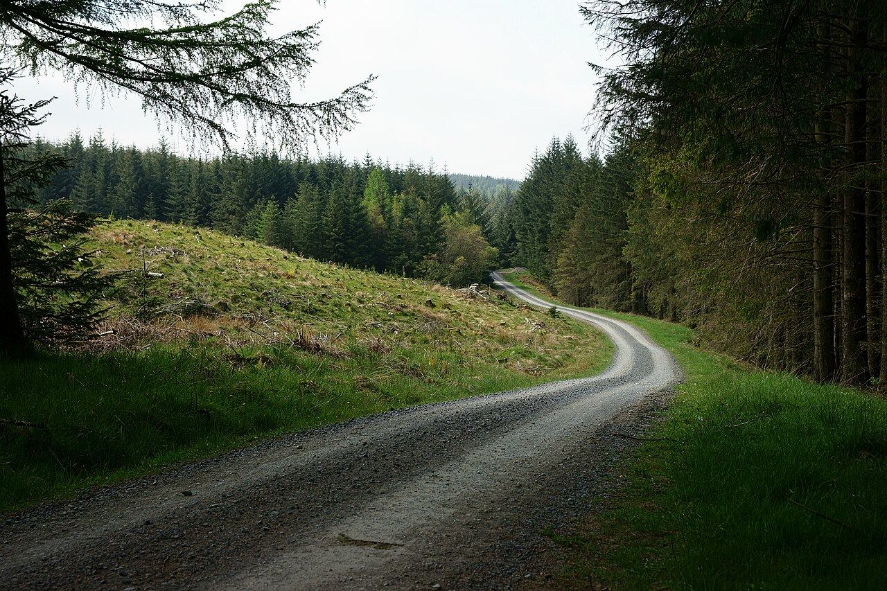 Grizedale Forest, Near Hawkshead