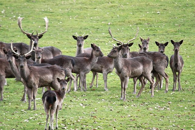 Black fallow deer in Levens Park, near Kendal
