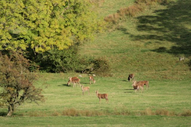 Red deer hinds grazing in Martindale, above Ullswater