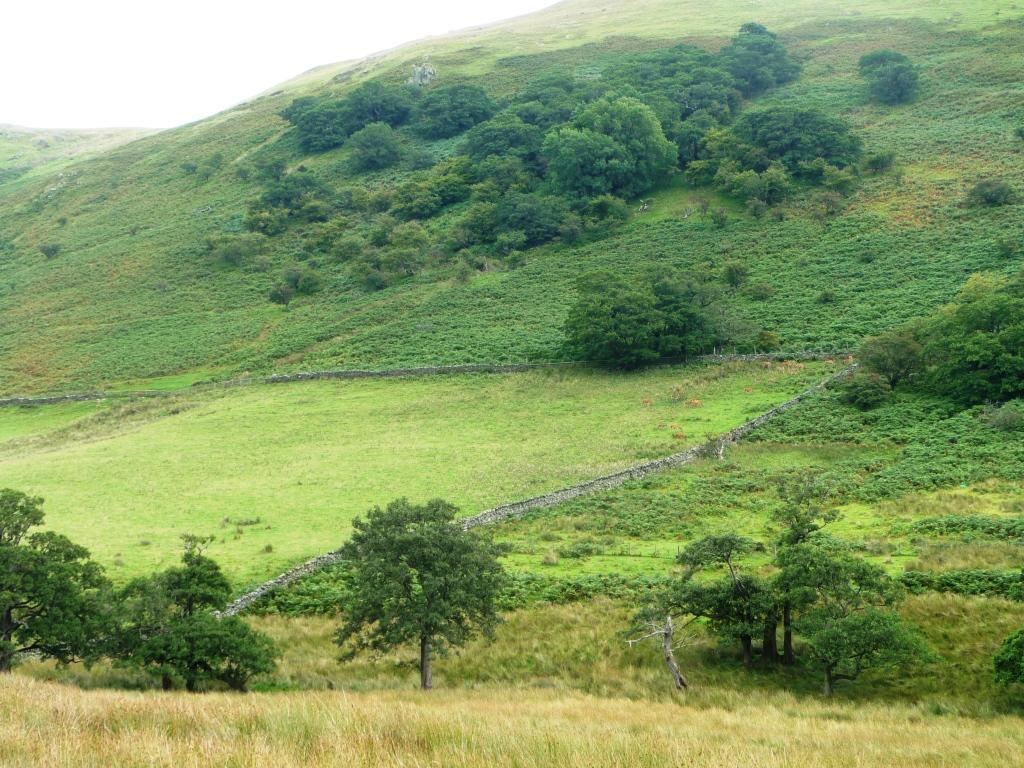 Martindale red deer viewing, Martindale, Ullswater