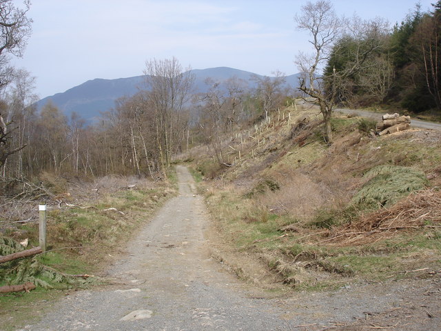 A forest track in Whinlatter Forest with Skiddaw in the distance