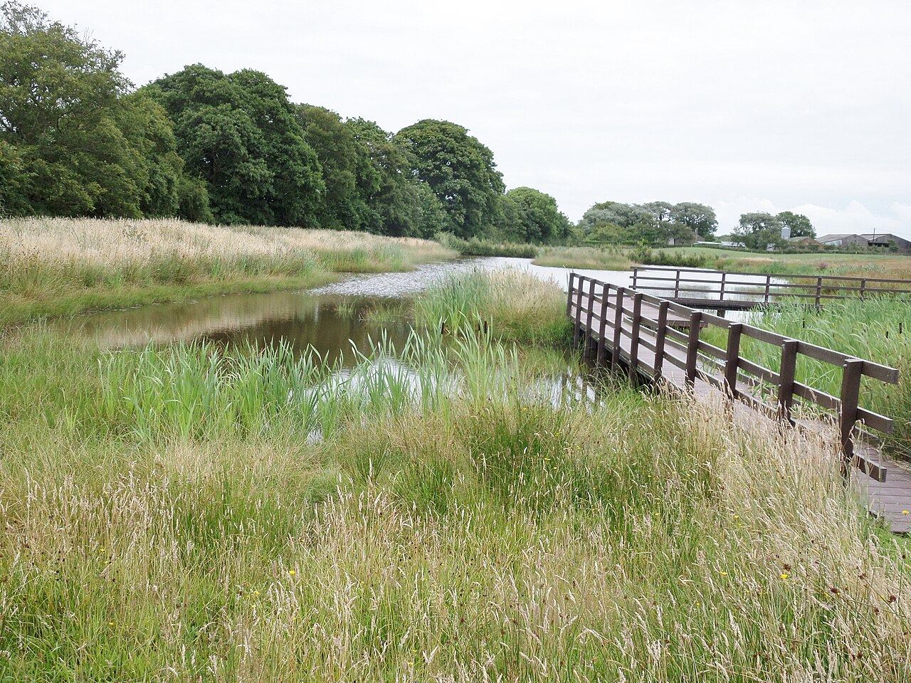 RSPB Campfield Marsh