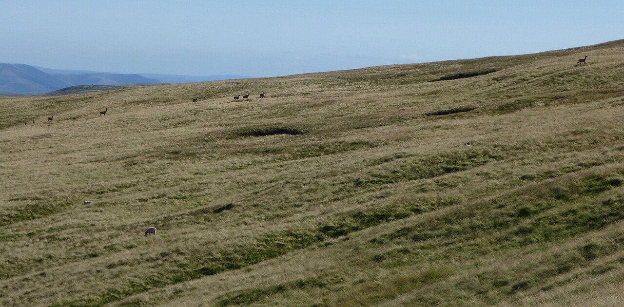 Red deer on the slopes of Kidsty Pike above Haweswater