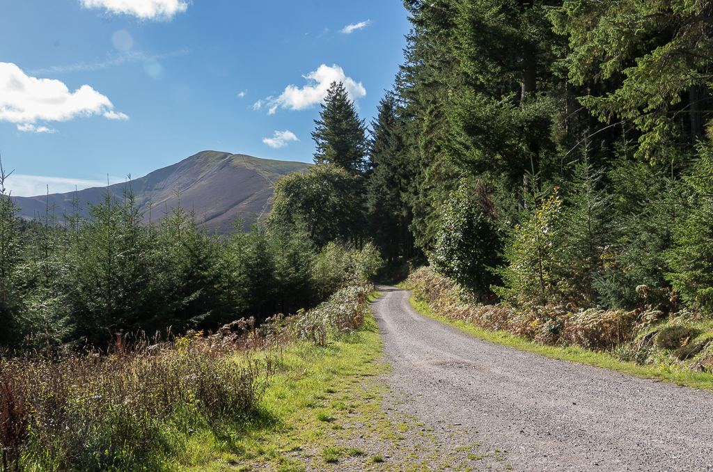 Whinlatter Forest